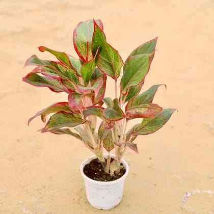 Aglaonema Lipstick in 5 Inch Plastic Pot