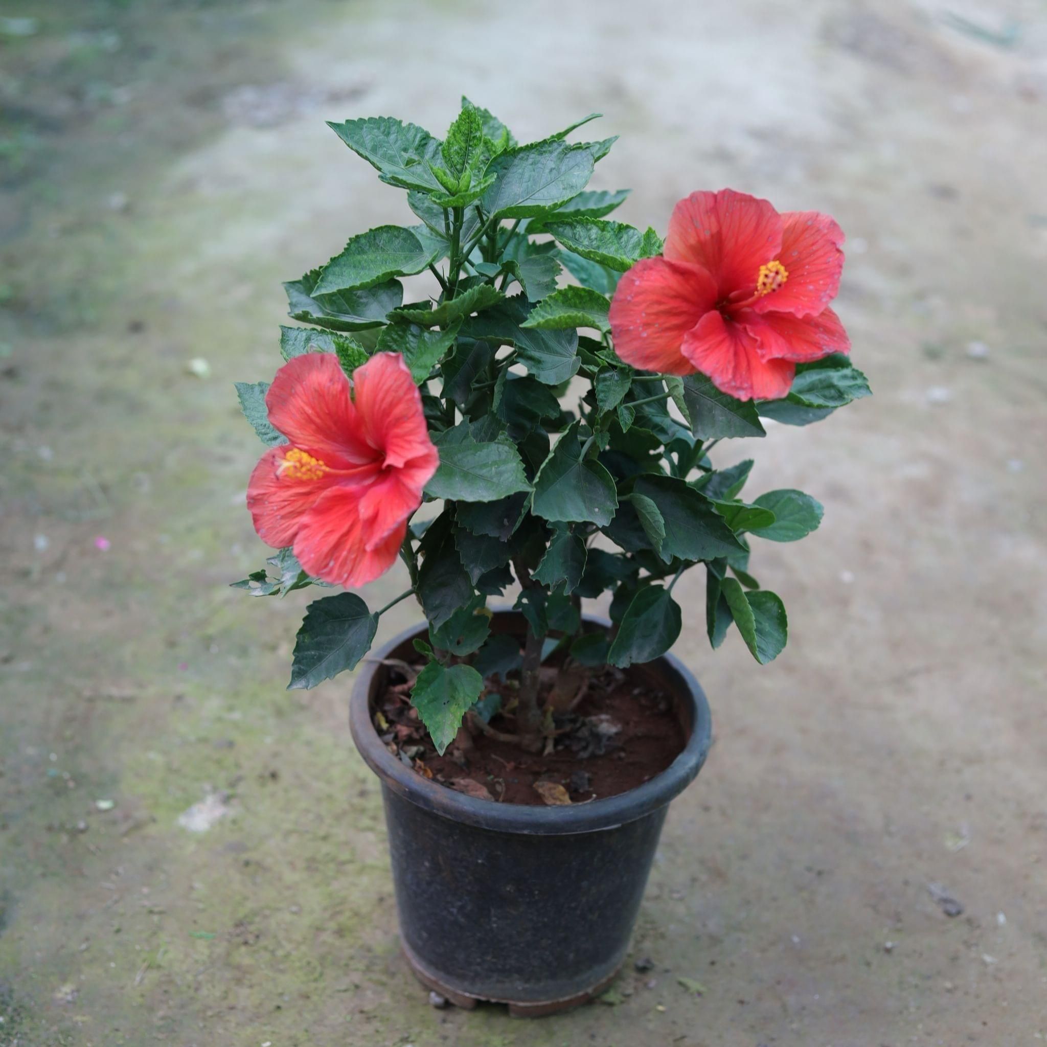 Hibiscus Dwarf any colour in 8 Inch Plastic Pot