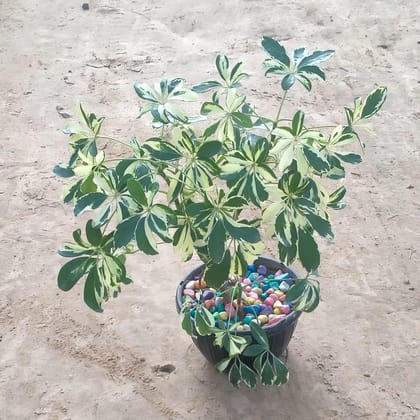 Schefflera Variegated in 8 Inch Plastic pot