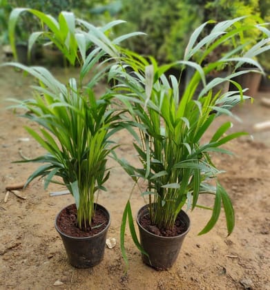 Set of 2 Areca Palm Dwarf in 6 inch Plastic Pot