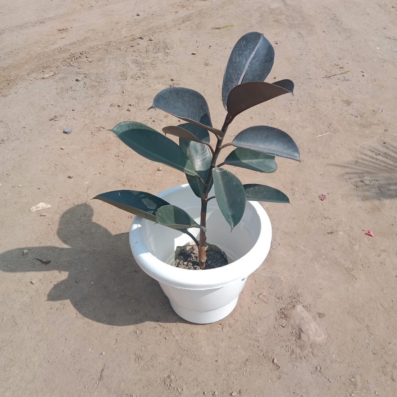 Rubber Plant in 10 Inch Classy White Plastic Pot