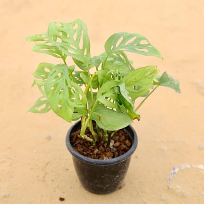 Monstera Broken Heart in 5 Inch Plastic Pot