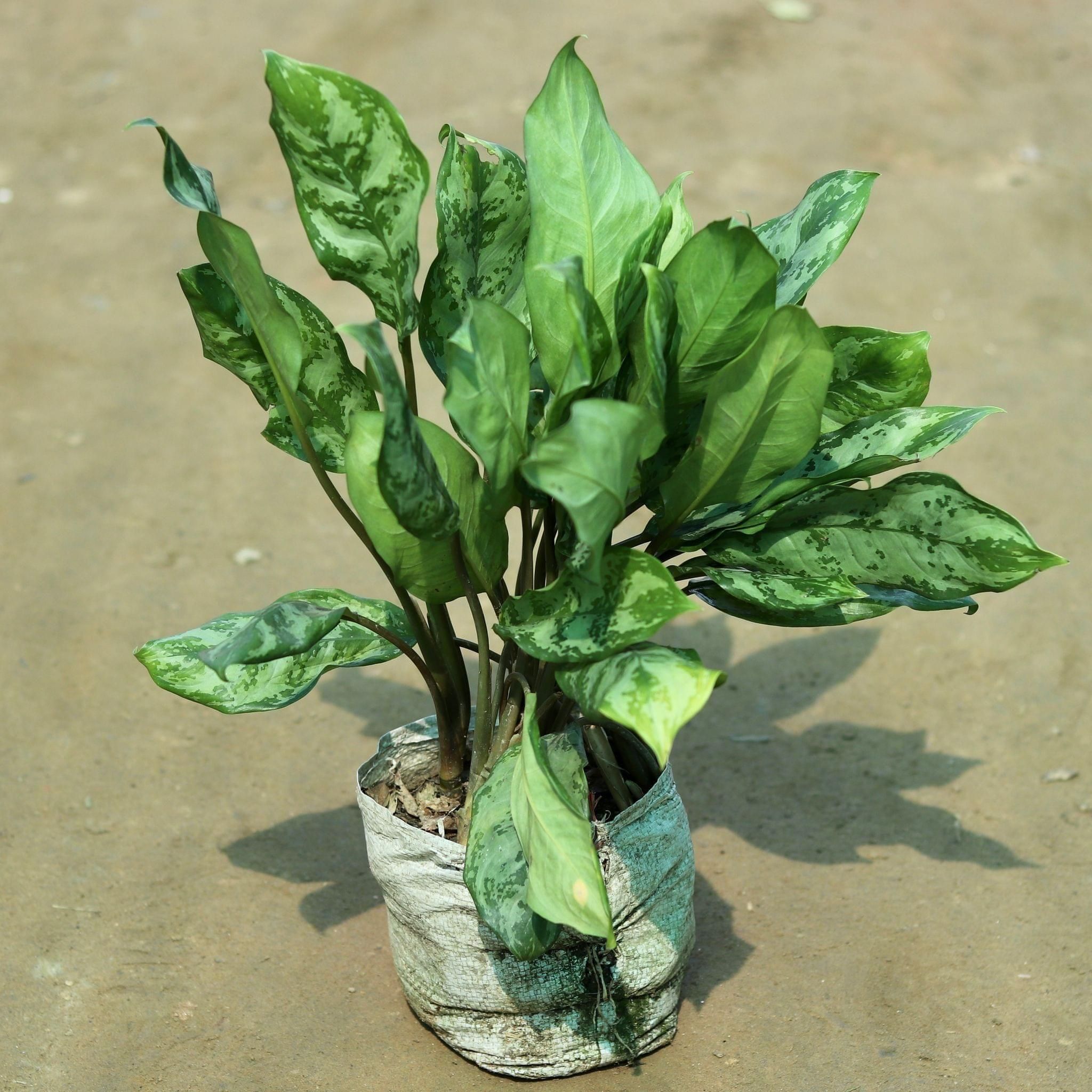 Aglaonema Green in 7 Inch Nursery Bag