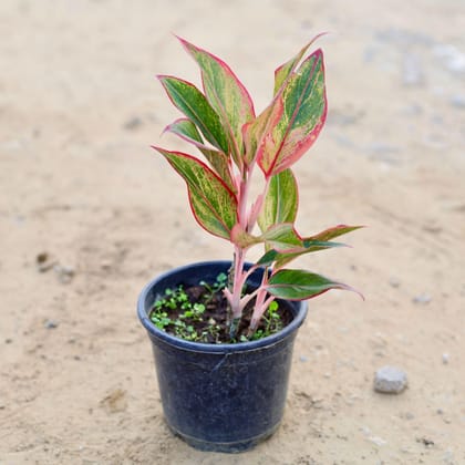 Aglaonema Lipstick in 6 Inch Plastic Pot