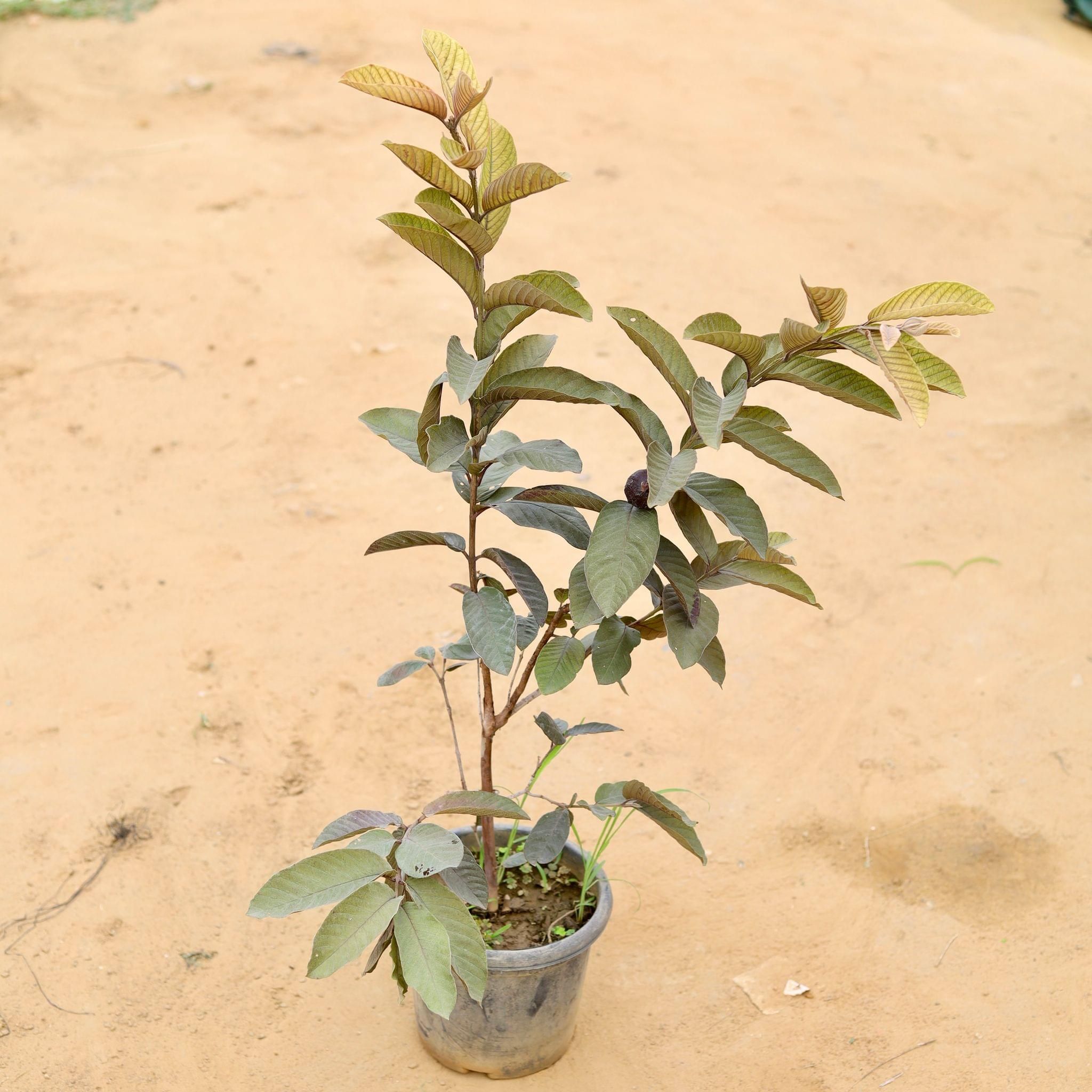 Black Guava in 8 Inch Plastic Pot