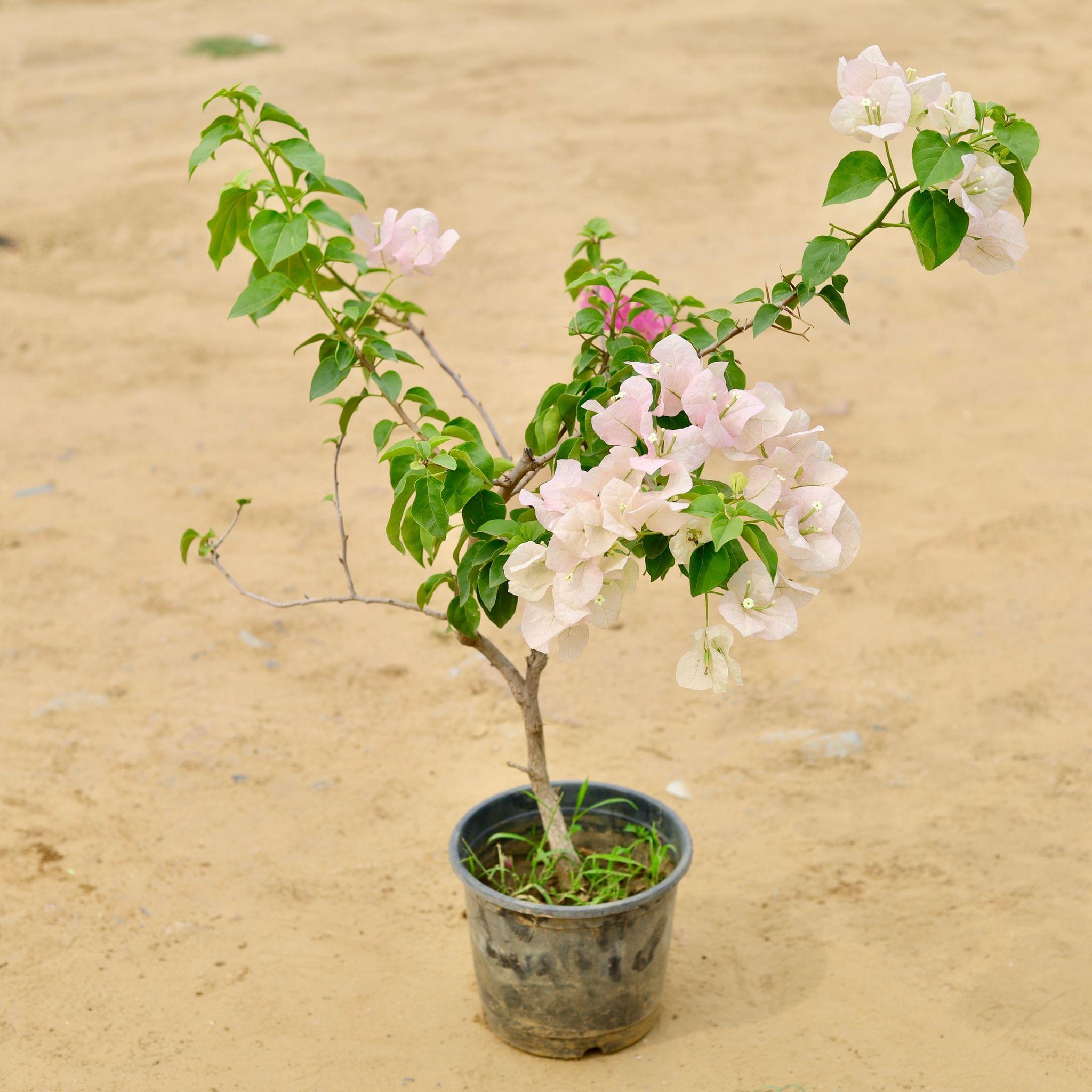 Bougainvillea White Pink in 8 Inch Plastic Pot