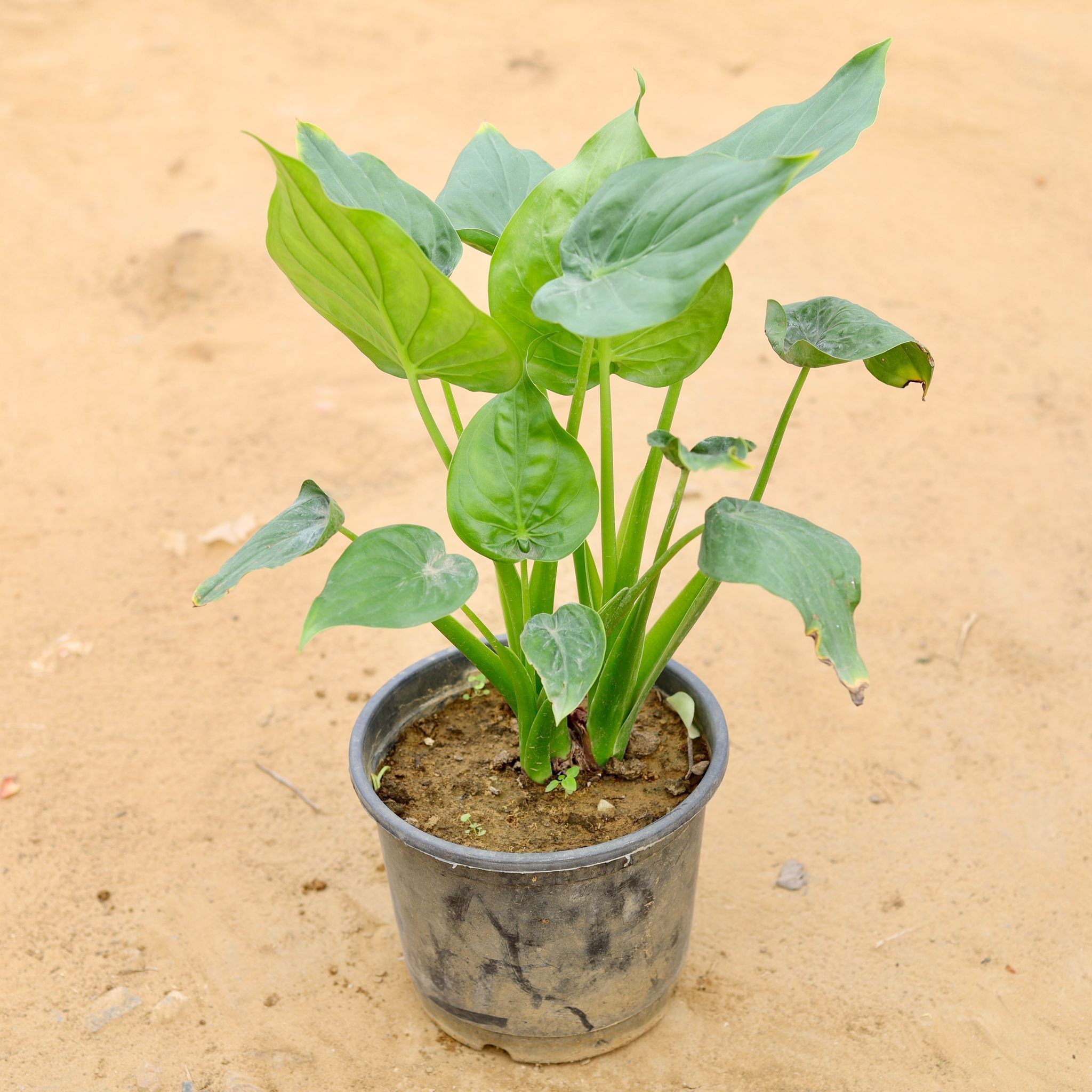 Alocasia Mini in 8 Inch Plastic Pot