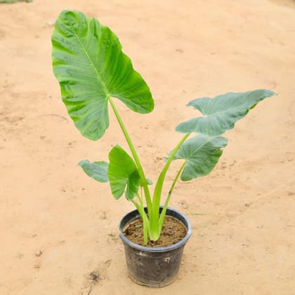 Alocasia Big Leaf in 10 Inch Plastic Pot