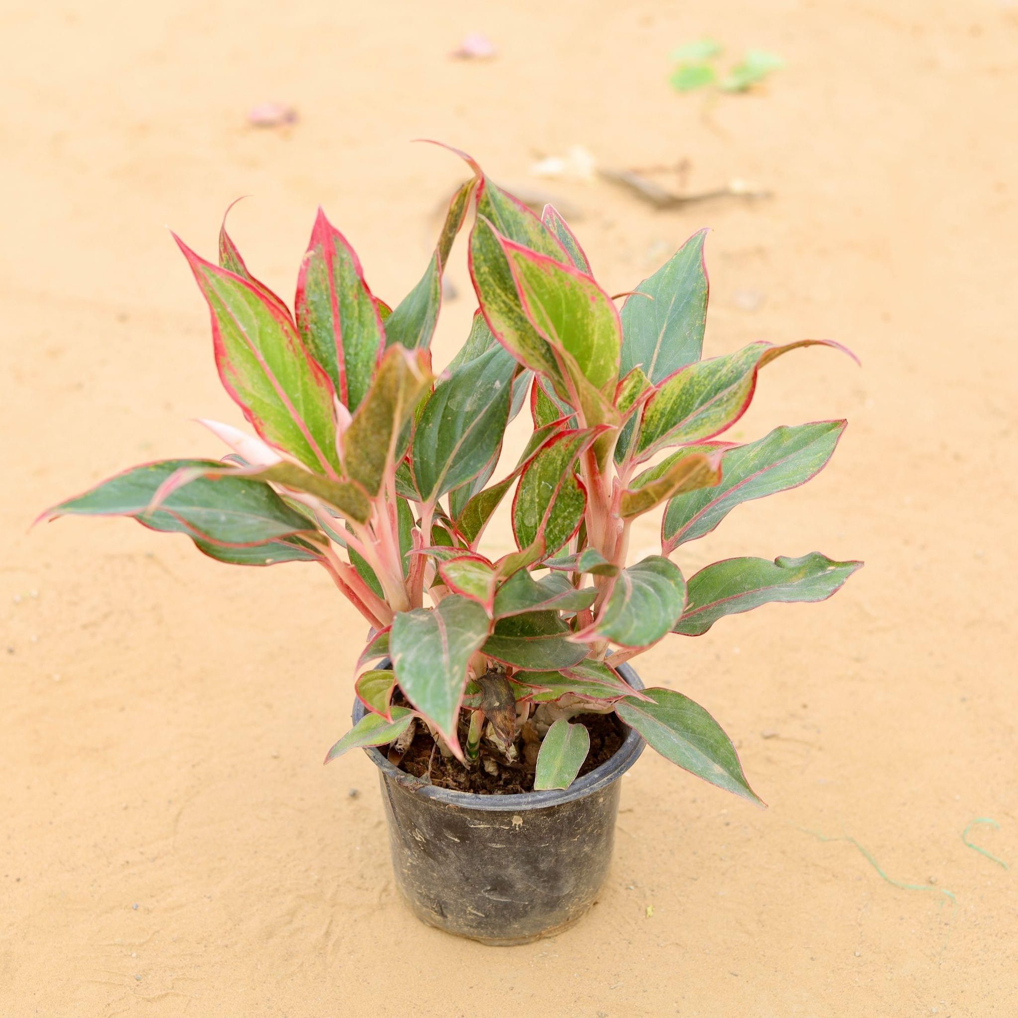 Aglaonema Lipstick in 5 Inch Plastic Pot