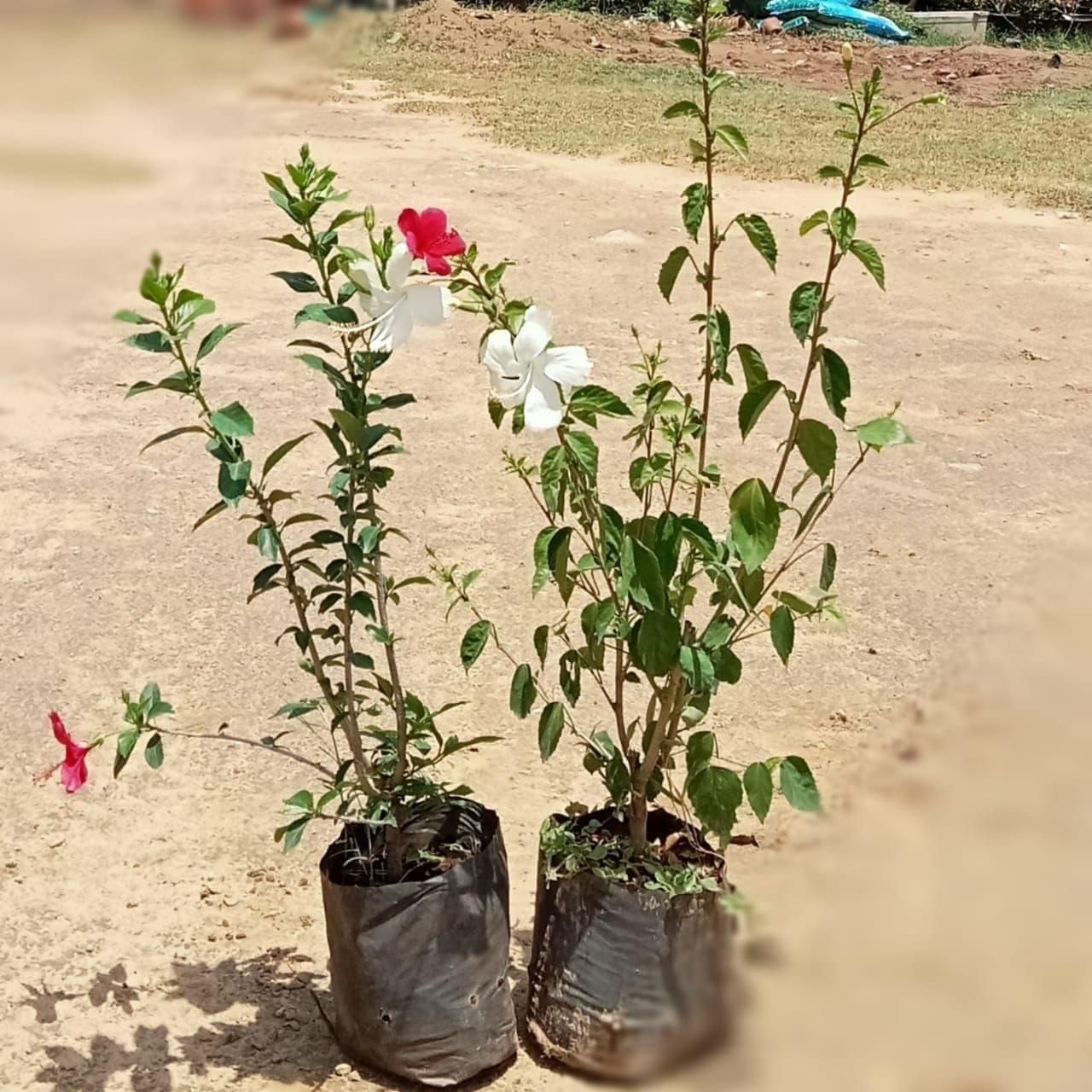 Set of 2 - Hibiscus (White & Red) in 7 Inch Nursery bag