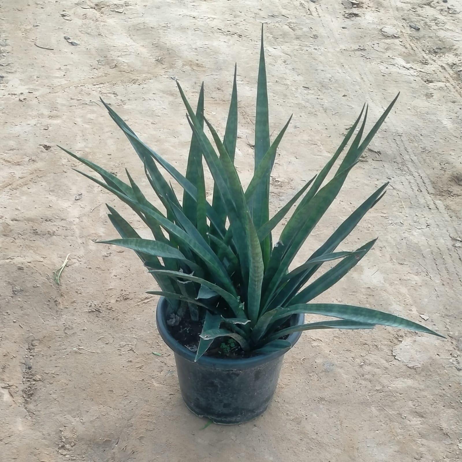 Green Snake in 10 Inch Plastic pot