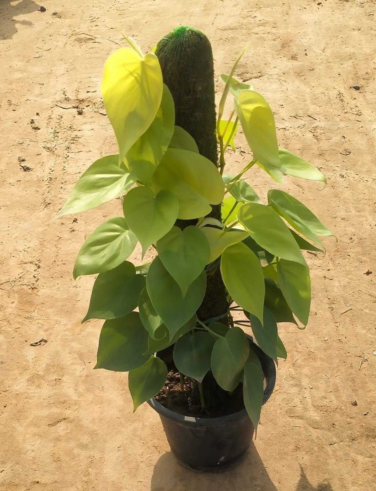 Oxycardium Golden Variegated with Moss Stick in 8 Inch Plastic Pot