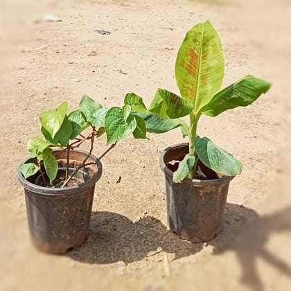 Set of 2 - Banana & Paan in 8 Inch Plastic Pot