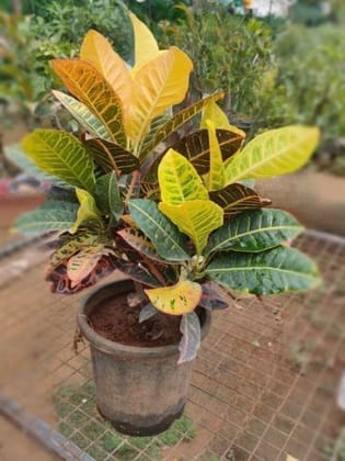 Croton Petra in 8 Inch Plastic Pot