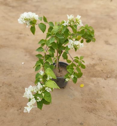 Bougainvillea White in 8 Inch Plastic Pot