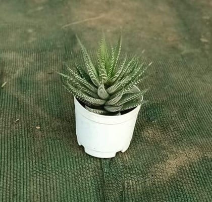 Haworthia in 3 Inch Plastic Pot