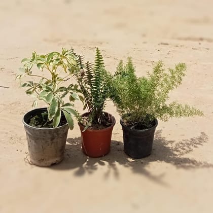 Set of 3 - Schefflera Variegated, Asparagus Mary & Fern Green in 6 Inch Plastic Pot