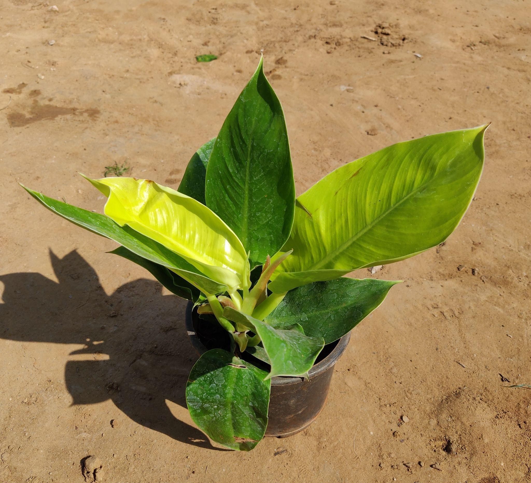 Philodendron Light Green in 6 Inch Plastic Pot