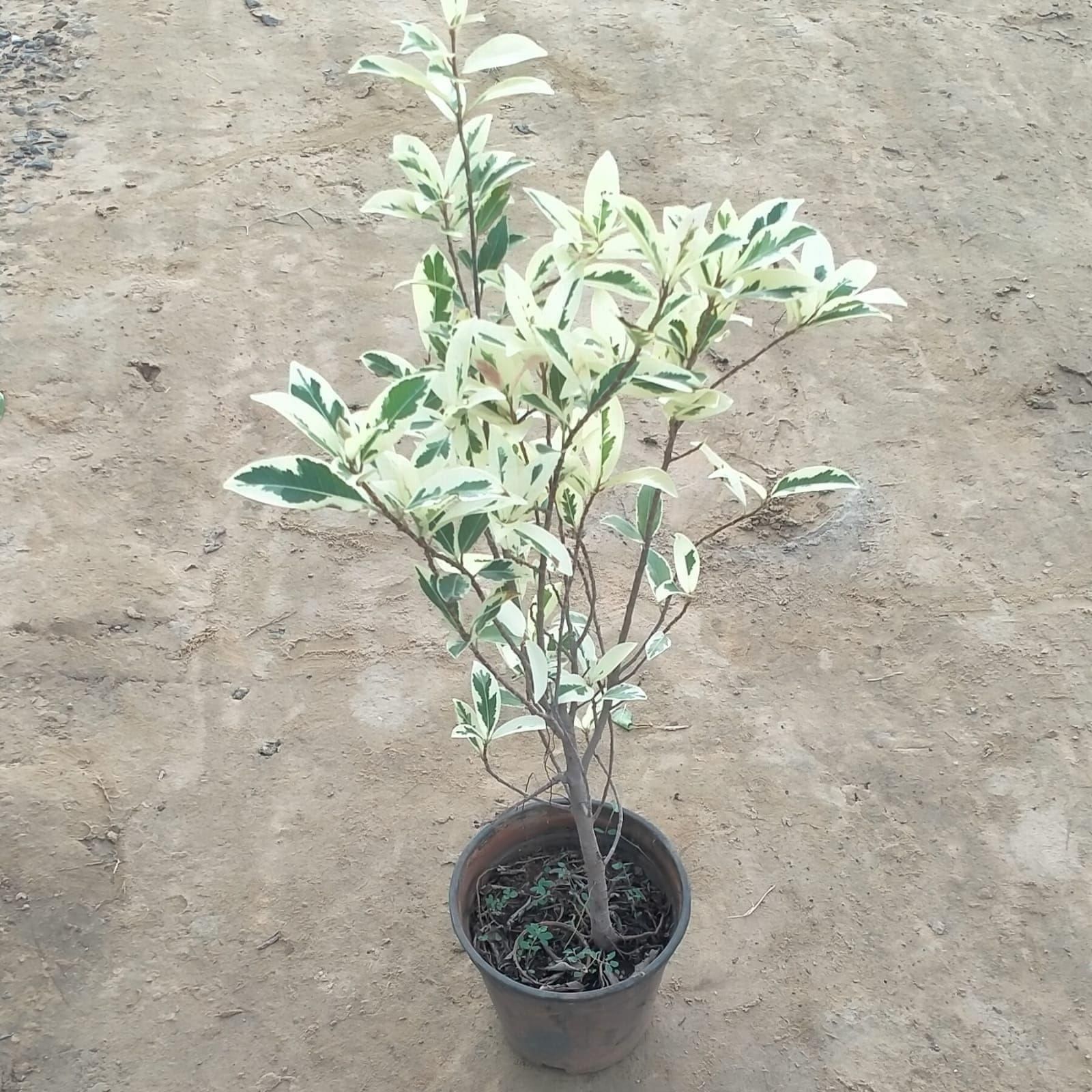 Ficus Starlight in 6 Inch Plastic pot