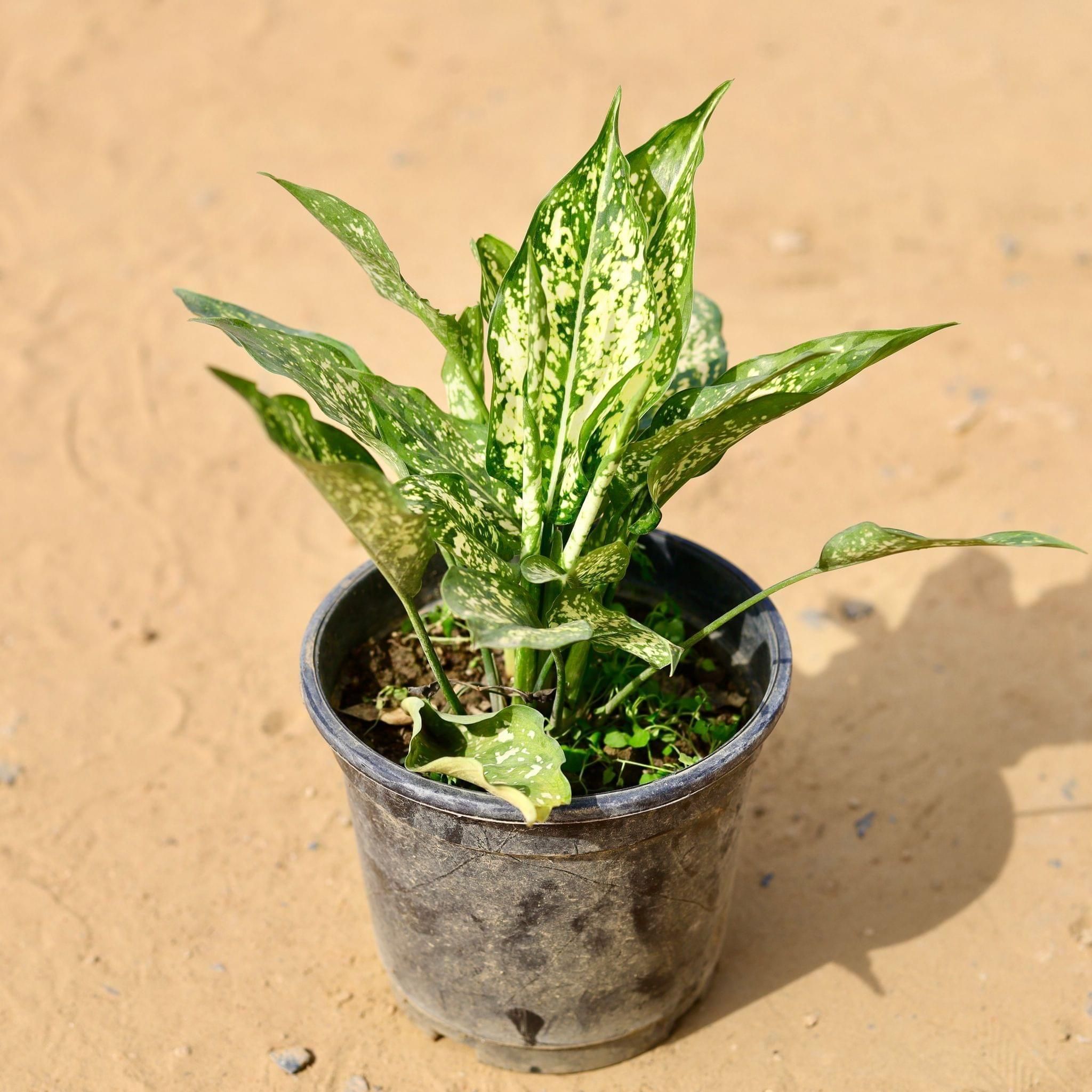 Aglaonema Snow White in 6 Inch Plastic Pot