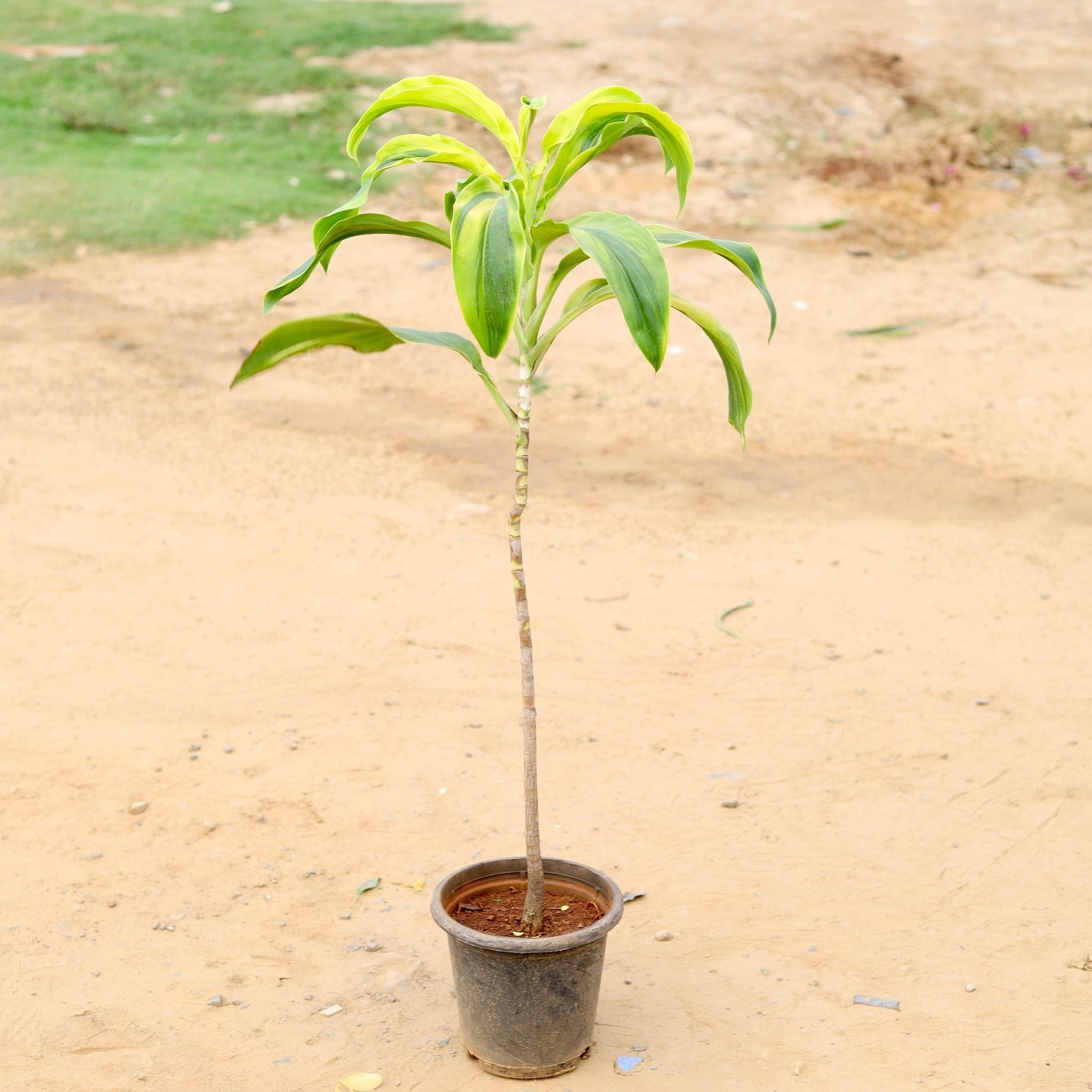 Dracaena Golden in 8 Inch Plastic Pot