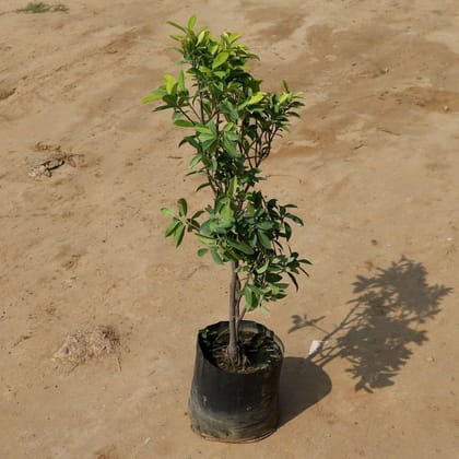 Ficus Panda in 13 Inch Nursery Bag