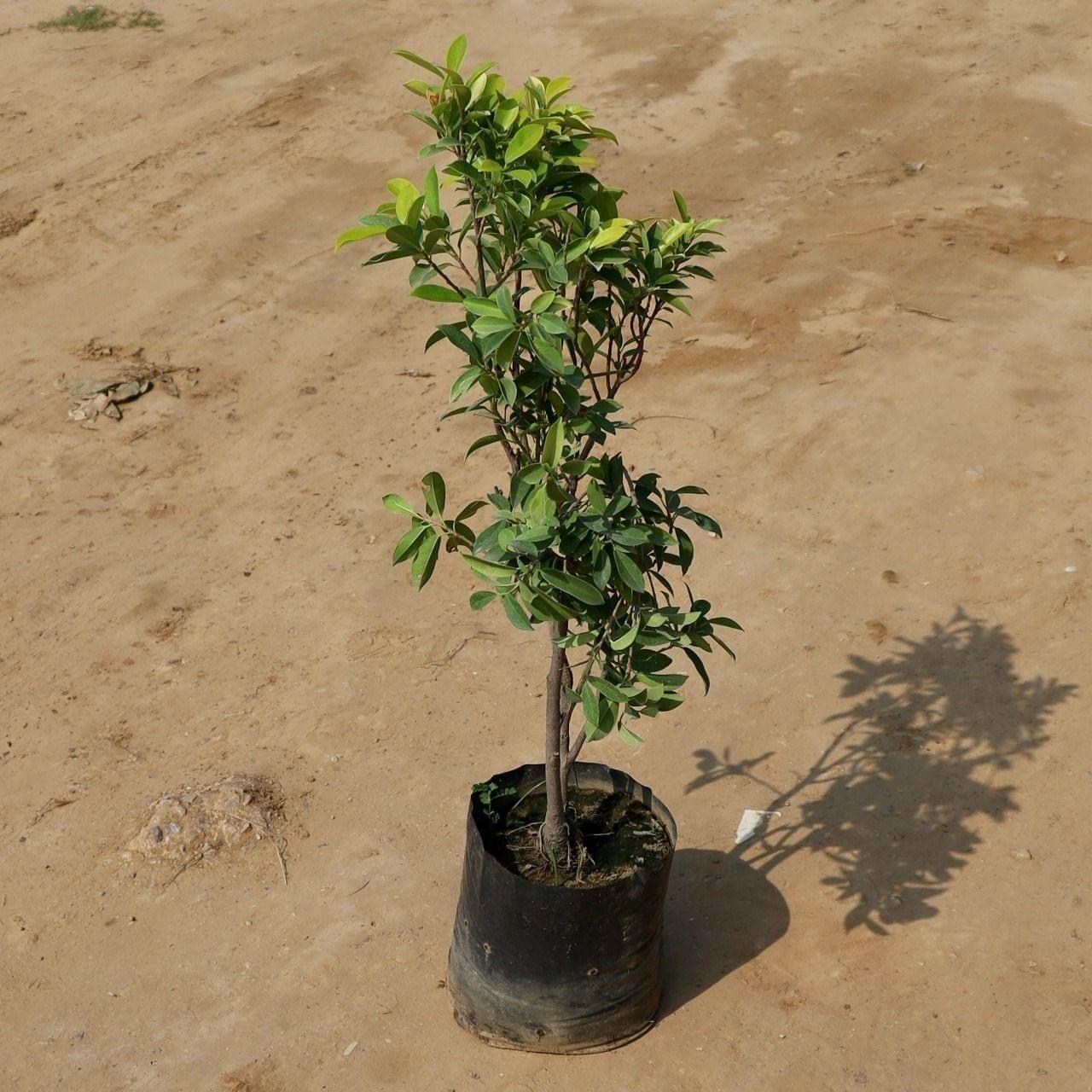 Ficus Panda in 13 Inch Nursery Bag