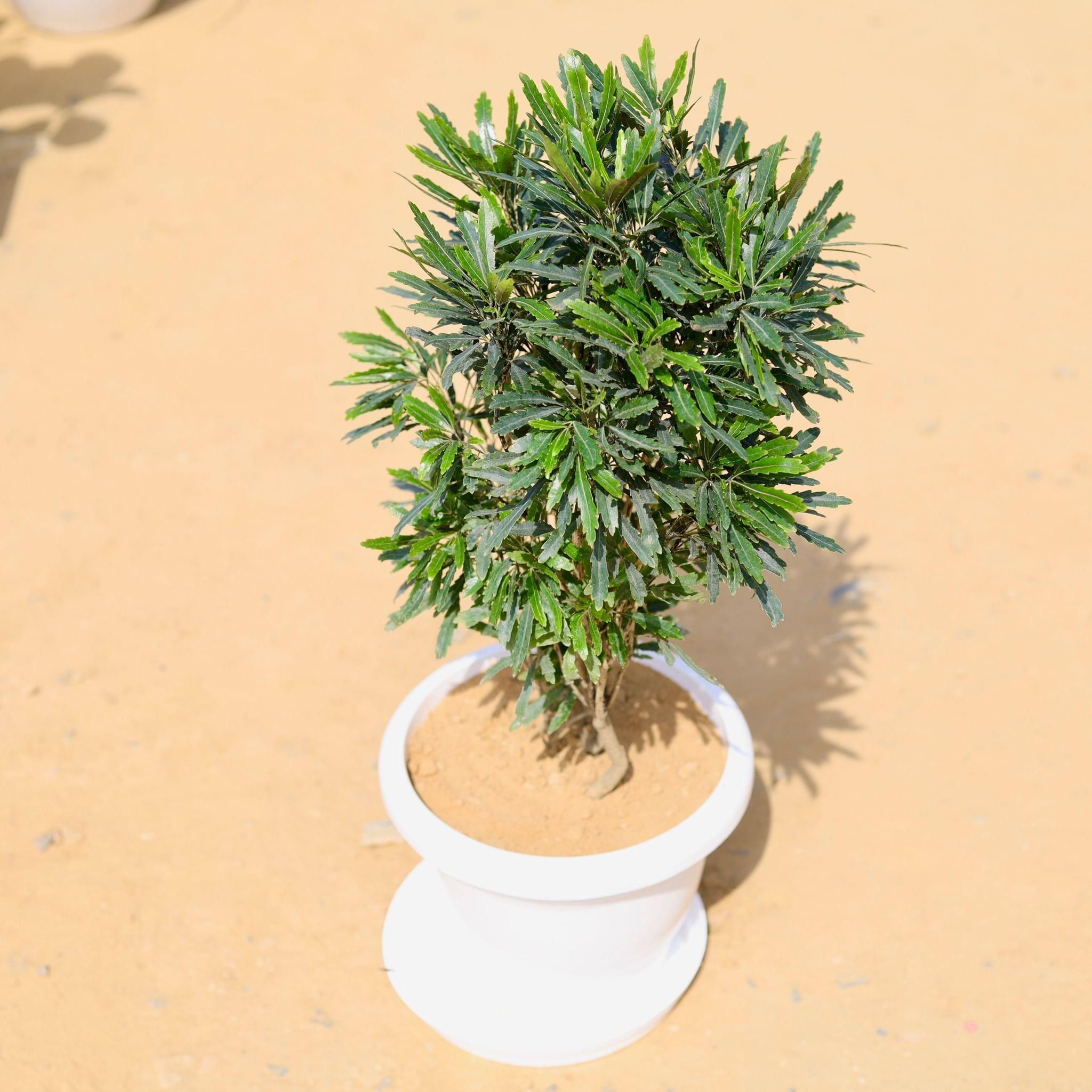 Aralia Black in 10 Inch Classy White Plastic Pot with Tray