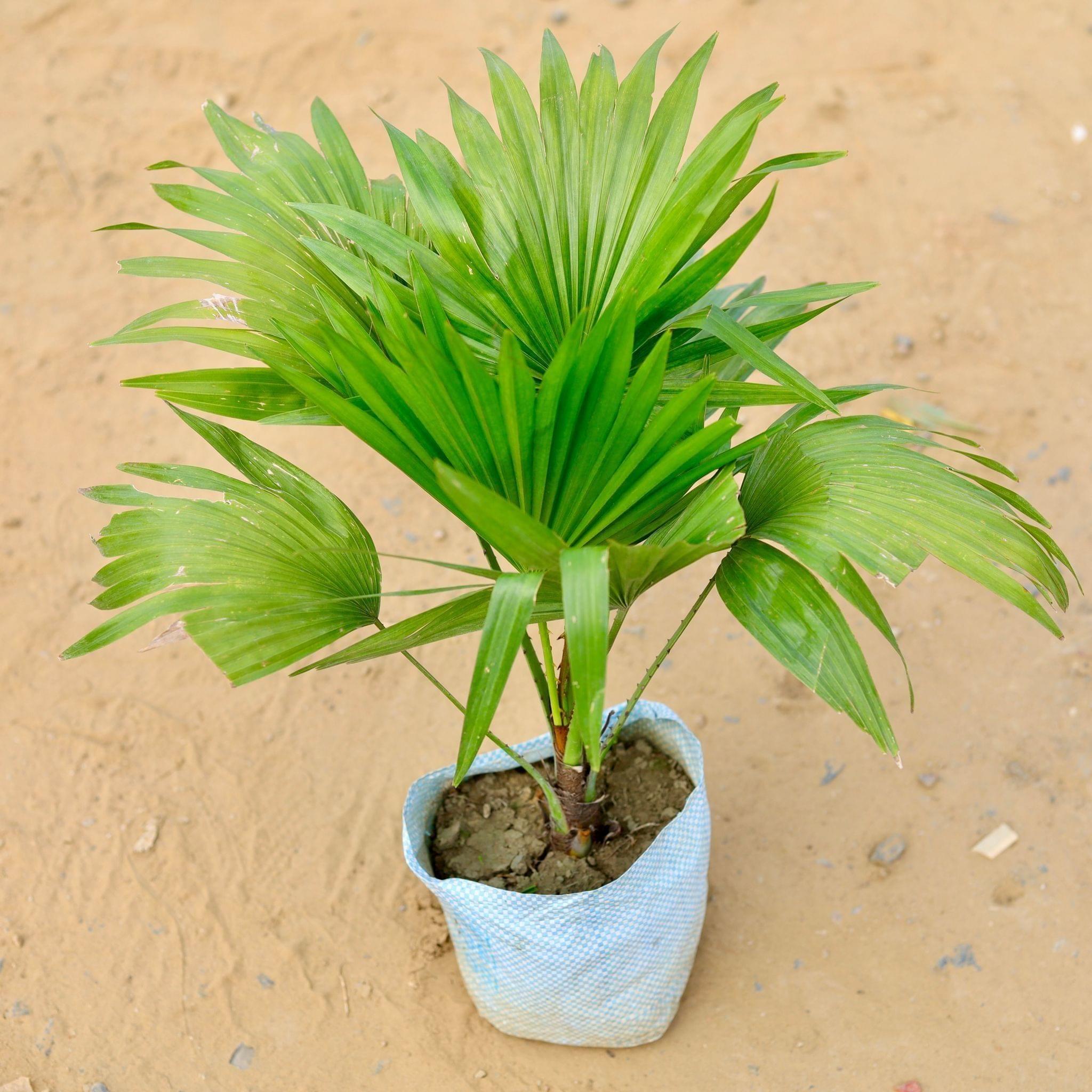 China / Fan Palm in 7 Inch Nursery Bag