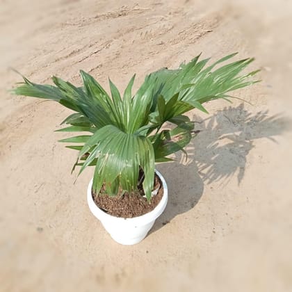 China / Fan Palm in 8 Inch Classy White Plastic pot