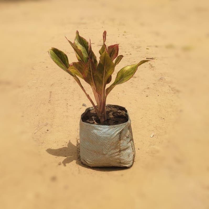 Aglaonema Lipstick in 7 Inch Nursery Bag