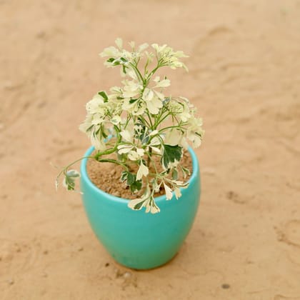 Aralia White Green in 5 Inch Classy Cup Ceramic Pot (any colour)