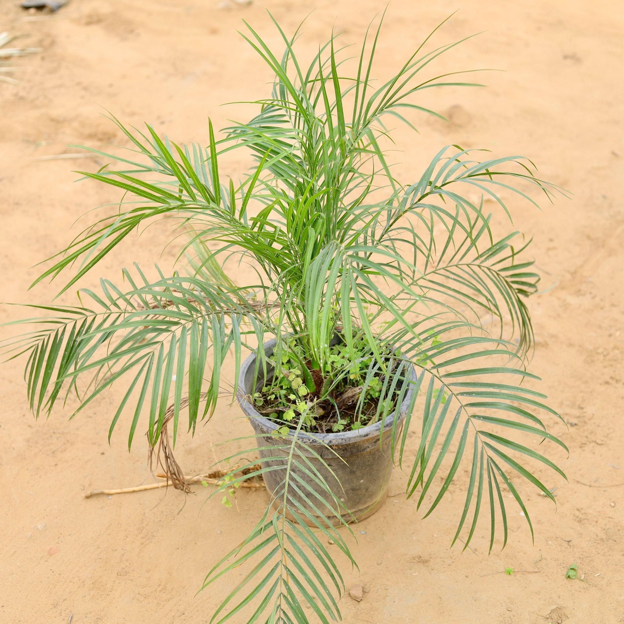 Pheonix Palm in 10 Inch Plastic Pot