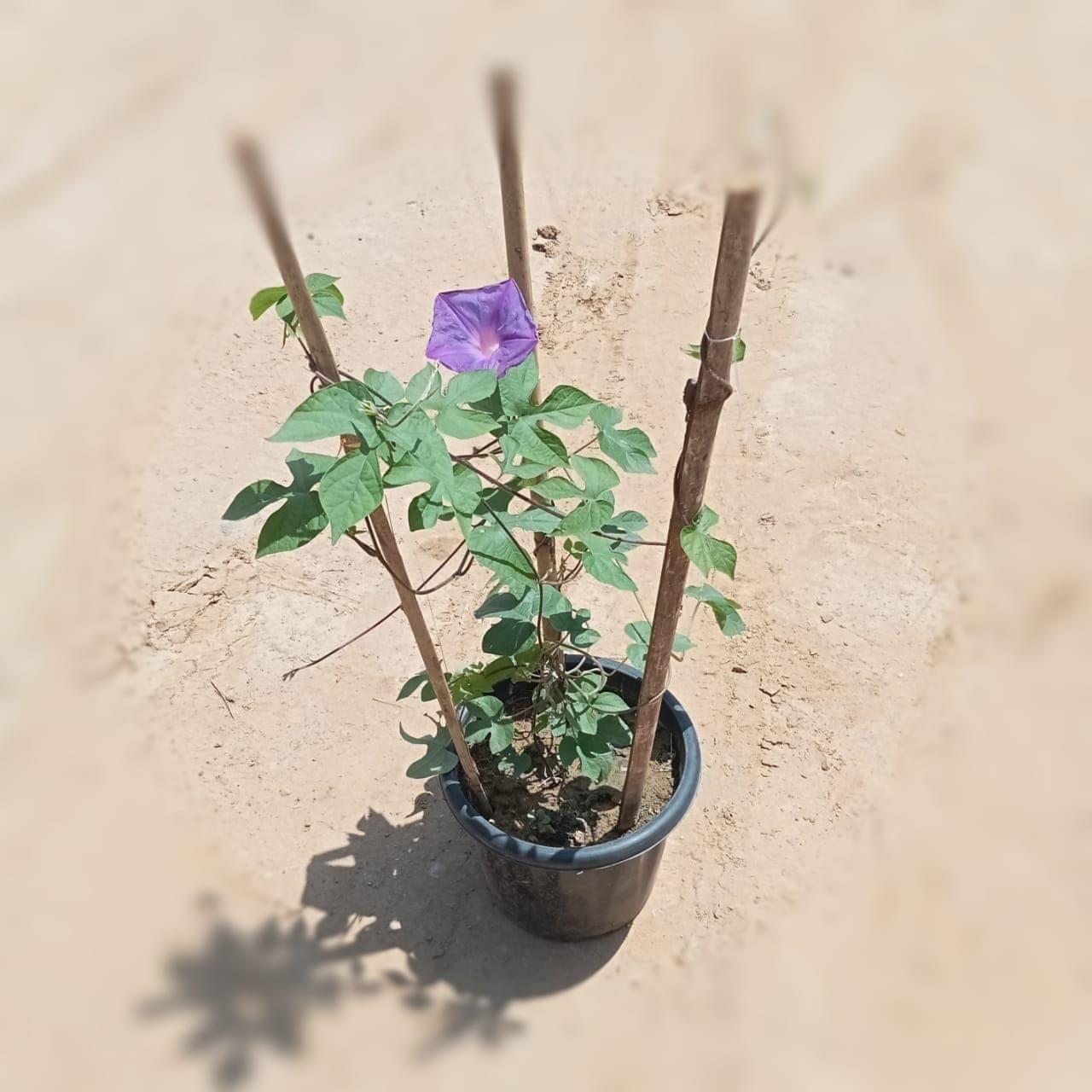 Morning Glory / Ipomoea (any colour) in 8 Inch Plastic Pot