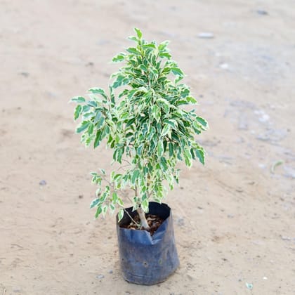 Ficus Starlight in 7 Inch Nursery bag