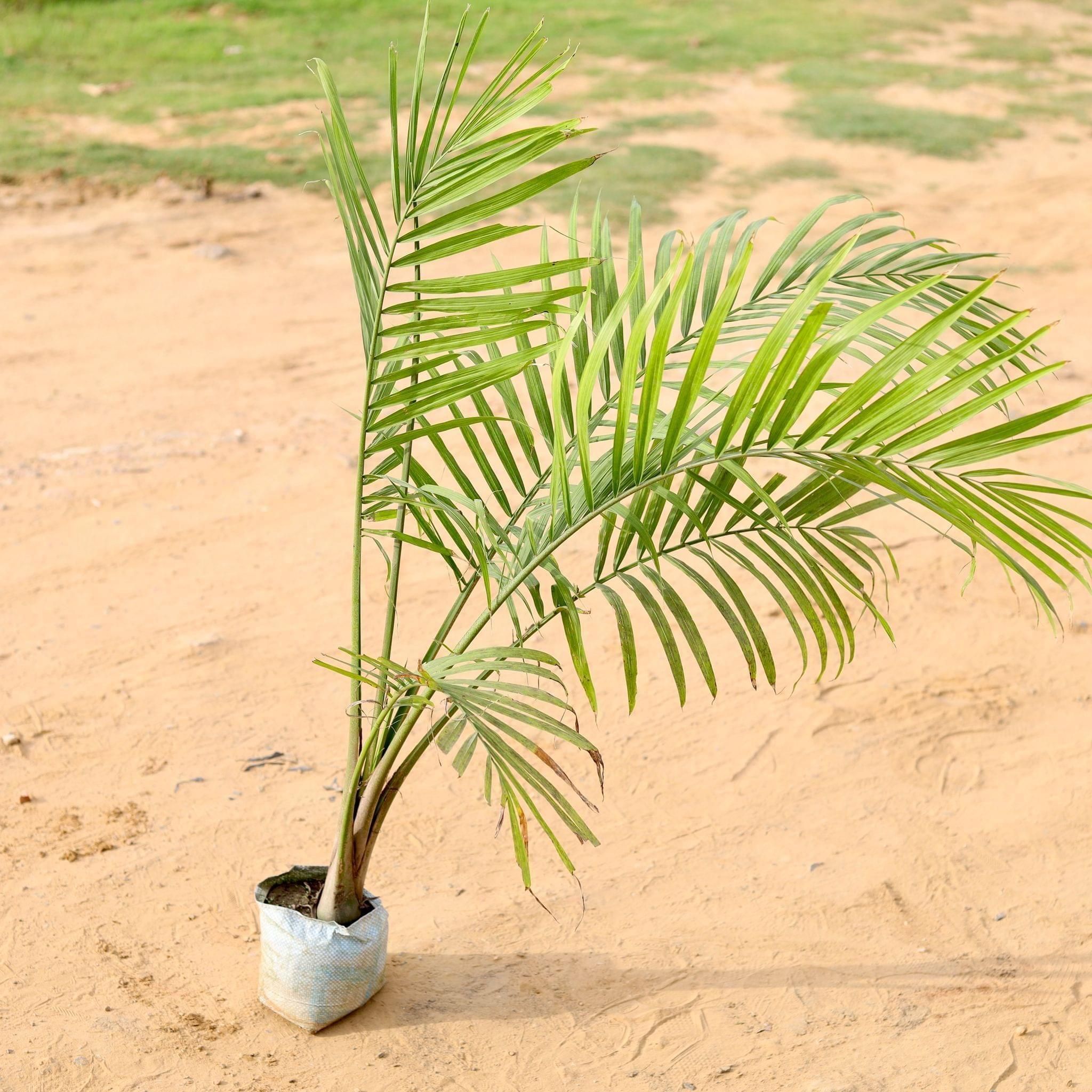 Ravenna Palm in 7 Inch Nursery Bag