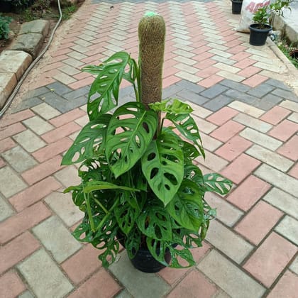 Monstera Broken Heart with 3 ft Moss Stick in 10 Inch Plastic Pot