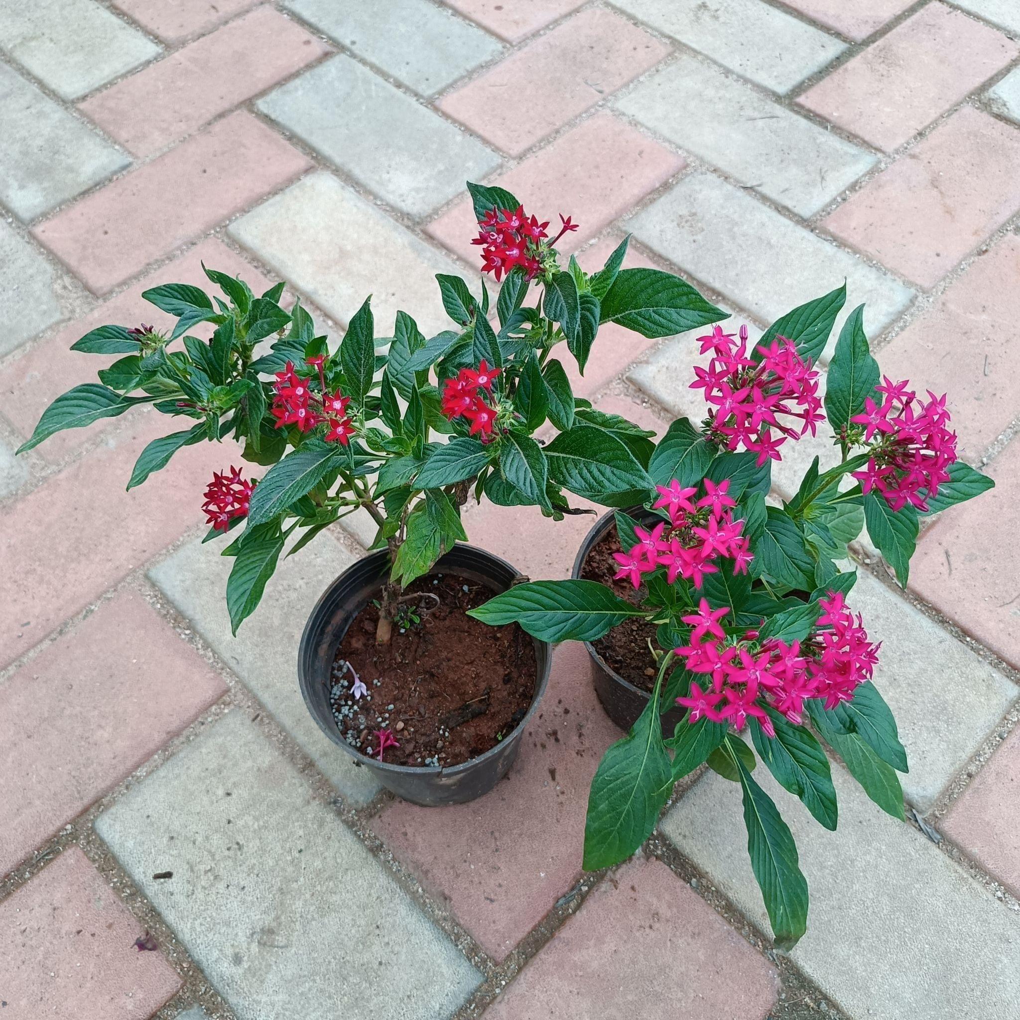 Pentas Magenta (any colour) in 4 Inch Plastic Pot