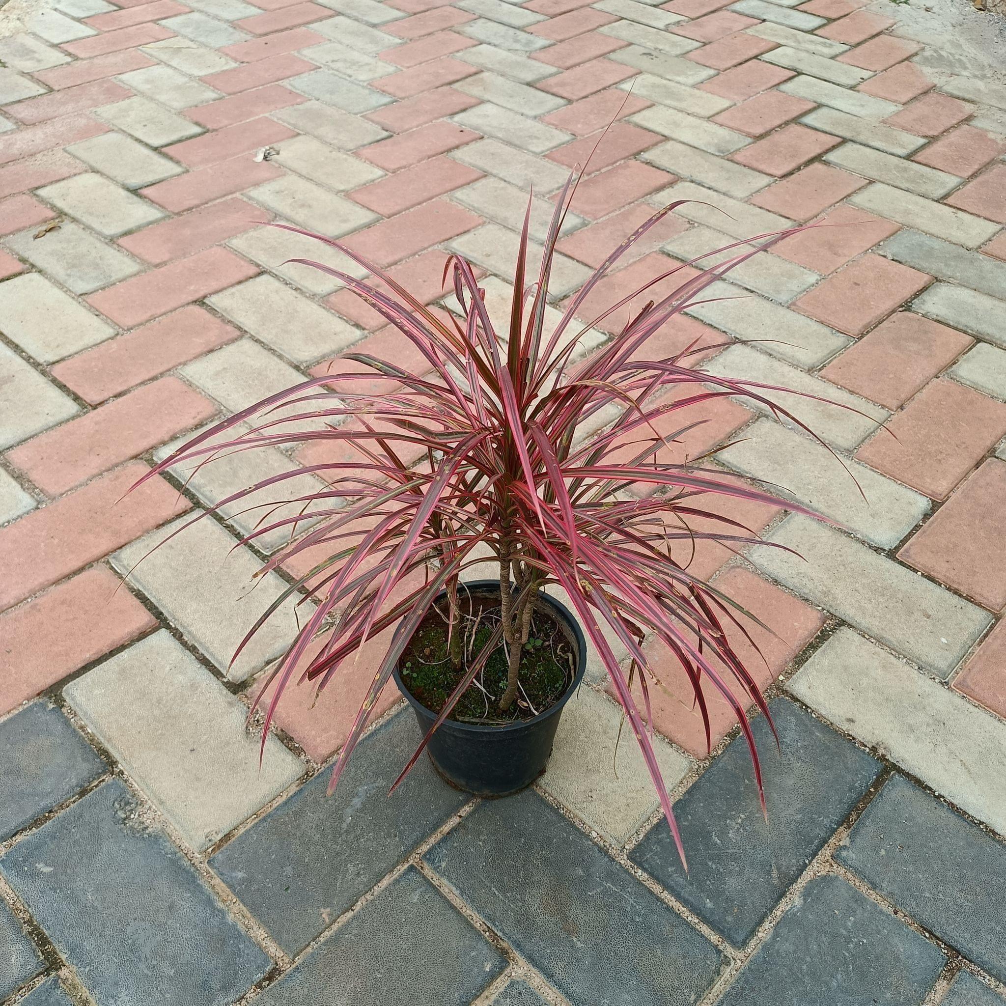 Dracaena Margarita in 6 Inch Plastic Pot