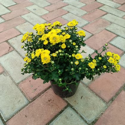 Chrysanthemum Yellow in 6 Inch Plastic Pot