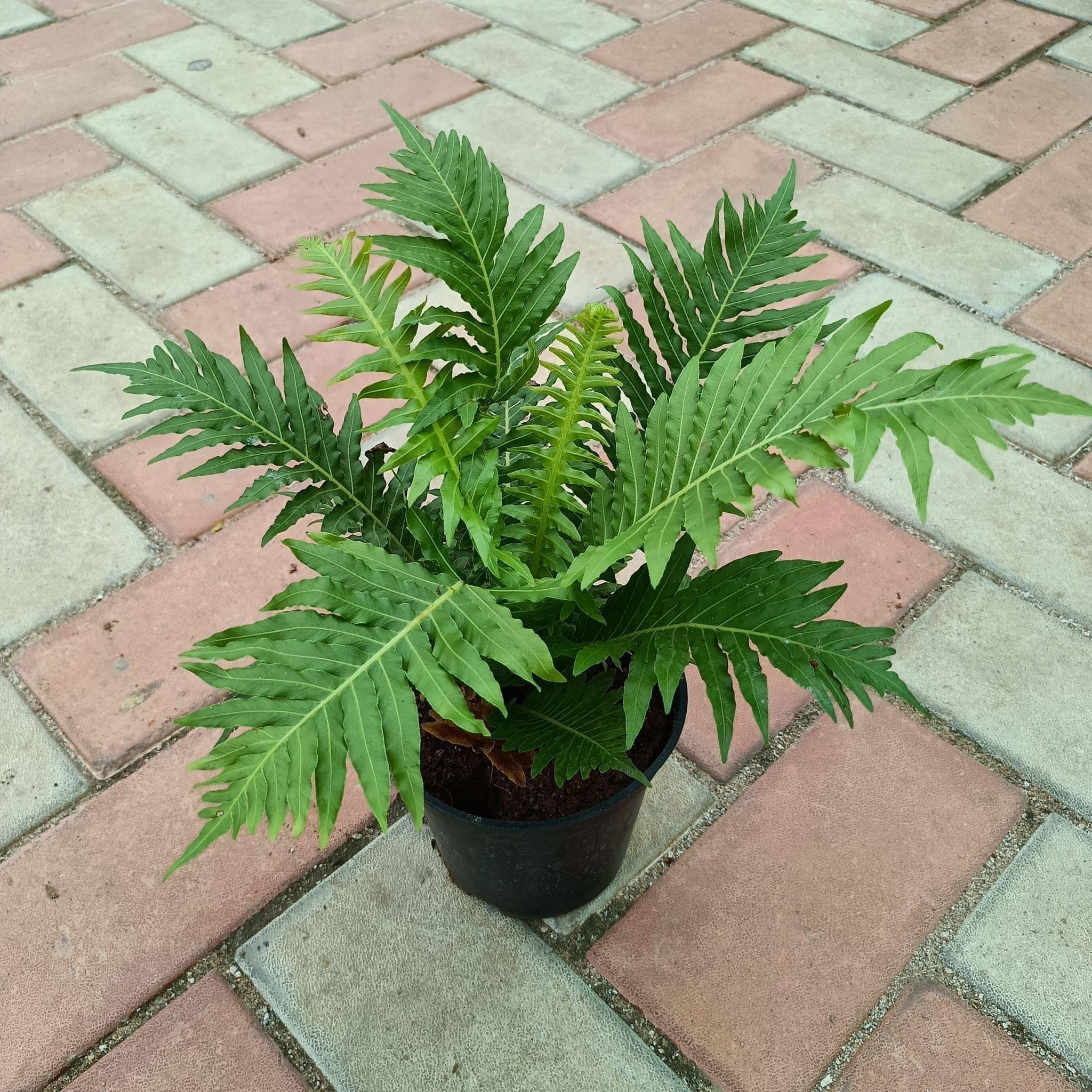 Bird Nest Fern in 4 Inch Plastic Pot