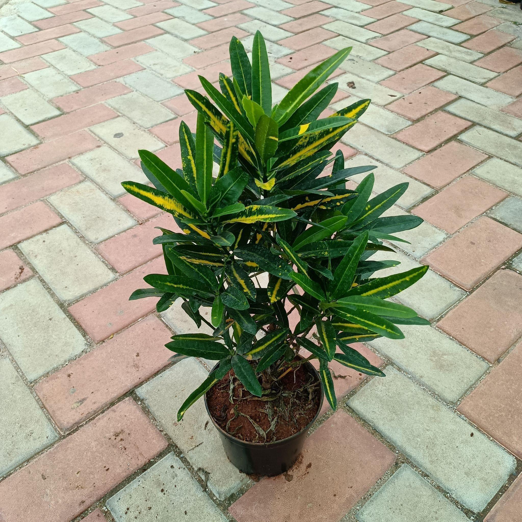 Croton Chinese in 6 Inch Plastic Pot