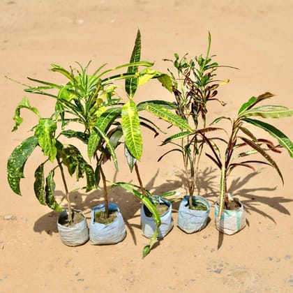 Set of 5 - Crotons (Deadlocks, Chironji, Chironji Yellow, Sunny Star& Victoria Bell) in 5 Inch Nursery Bag