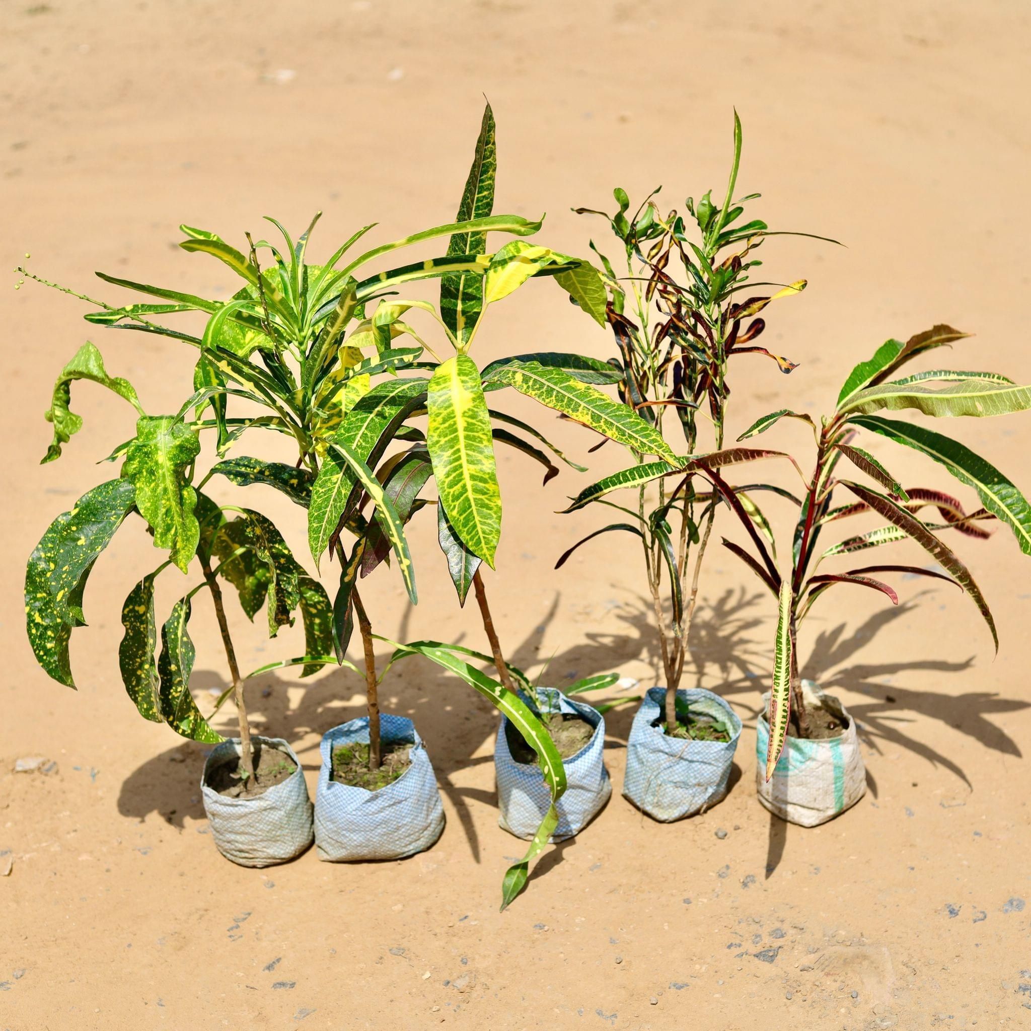 Set of 5 - Crotons (Deadlocks, Chironji, Chironji Yellow, Sunny Star& Victoria Bell) in 5 Inch Nursery Bag