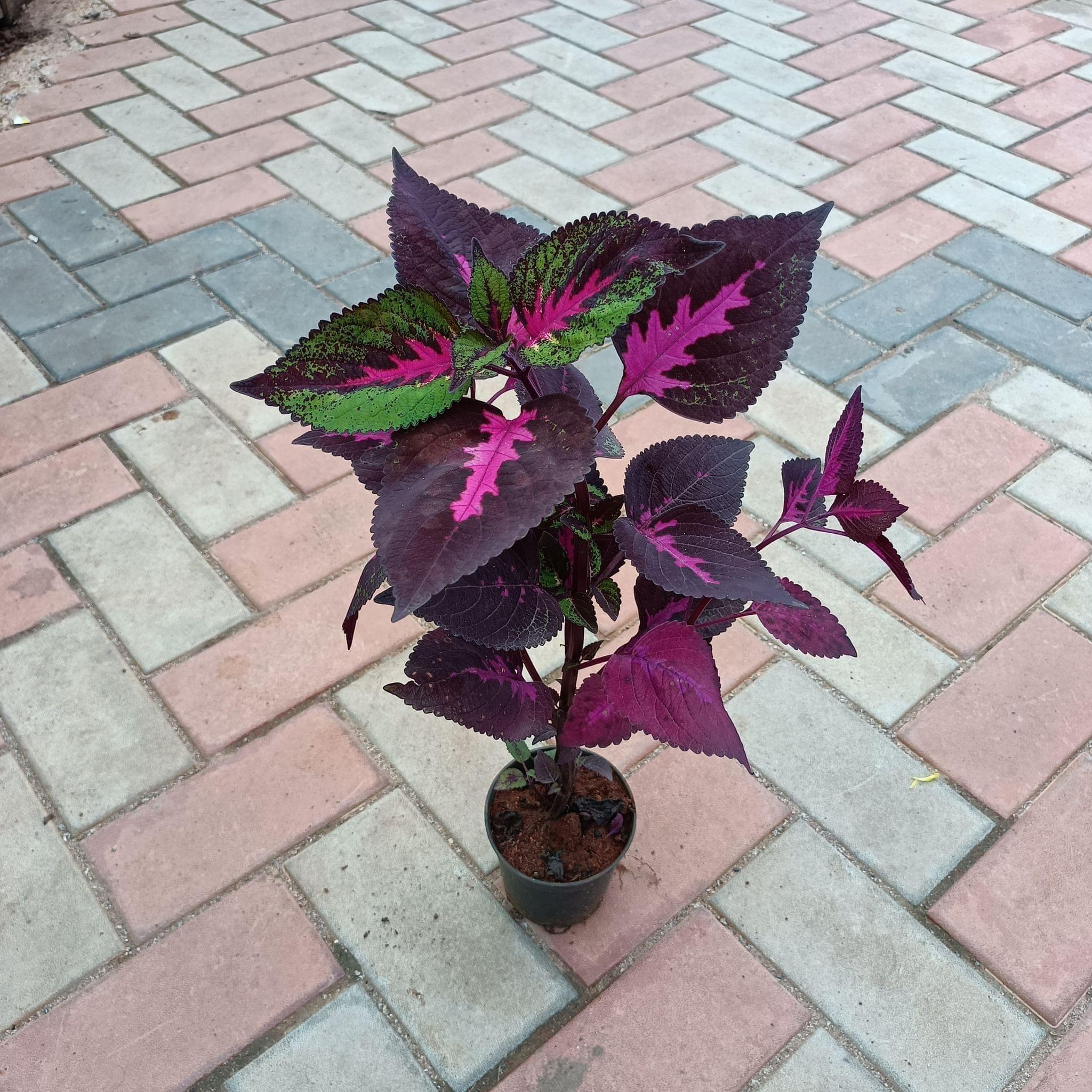 Dracaena Red in 4 Inch Nursery Bag