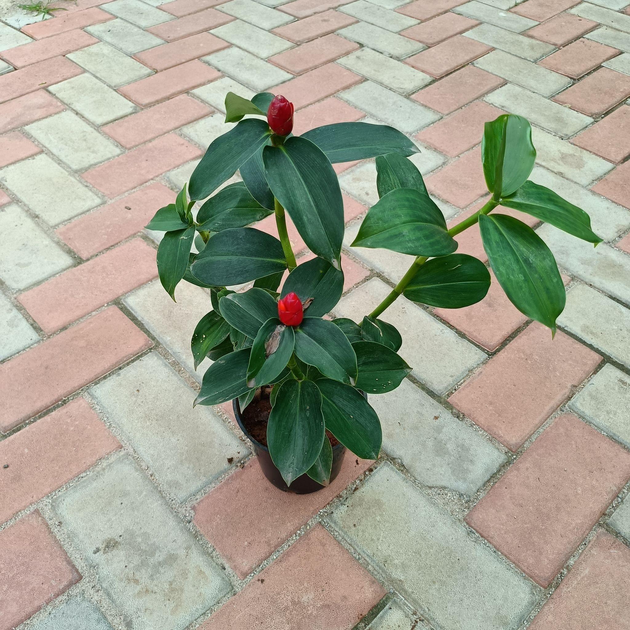 Sugar Free Plant (any colour) in 6 Inch Plastic Pot