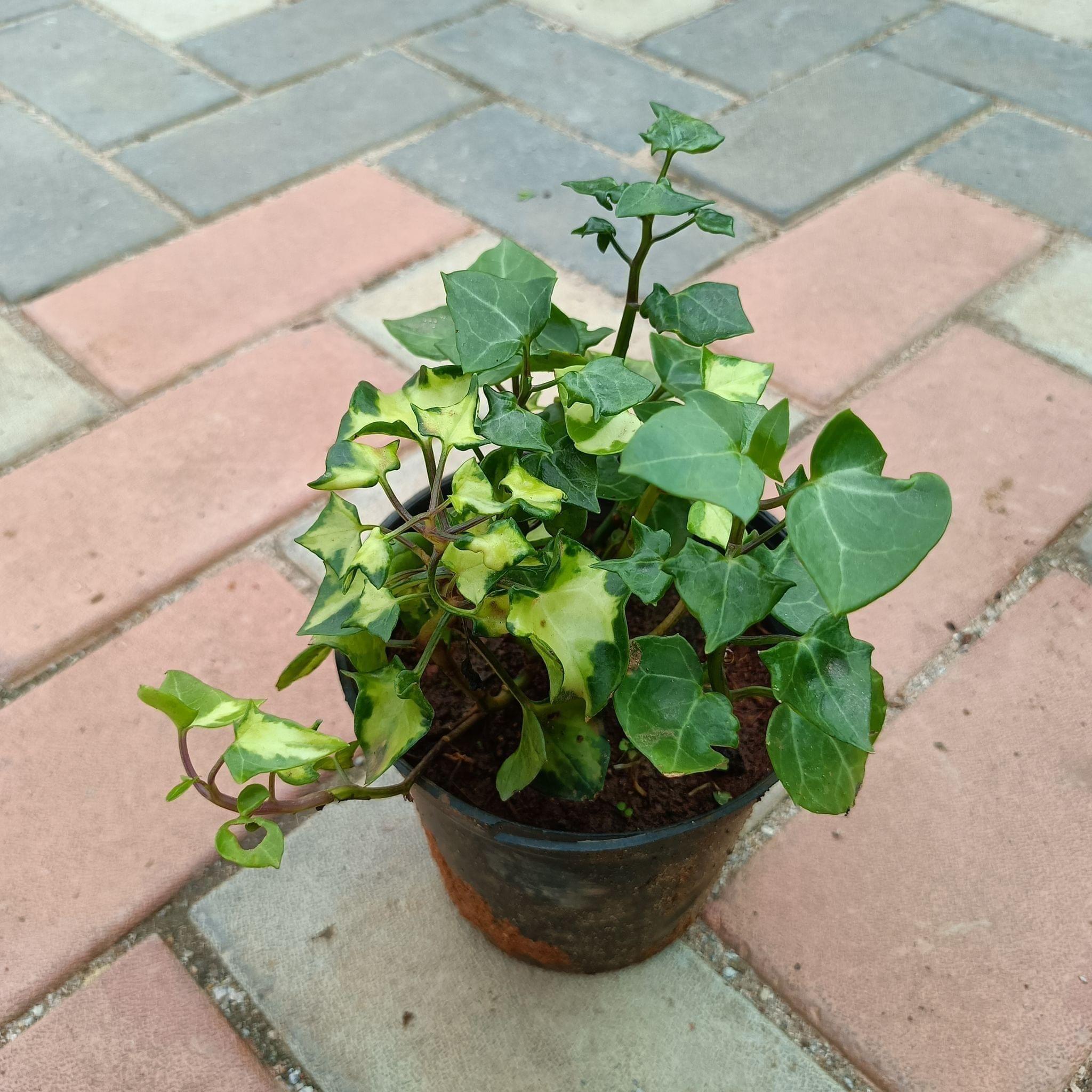 English Ivy Vanegabel in 5 Inch Plastic Pot