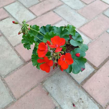 Geranium Red in 4 Inch Plastic Pot