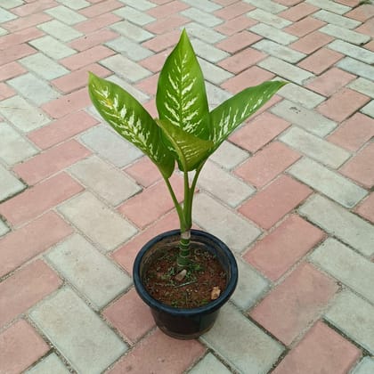 Dieffenbachia in 6 Inch Plastic Pot