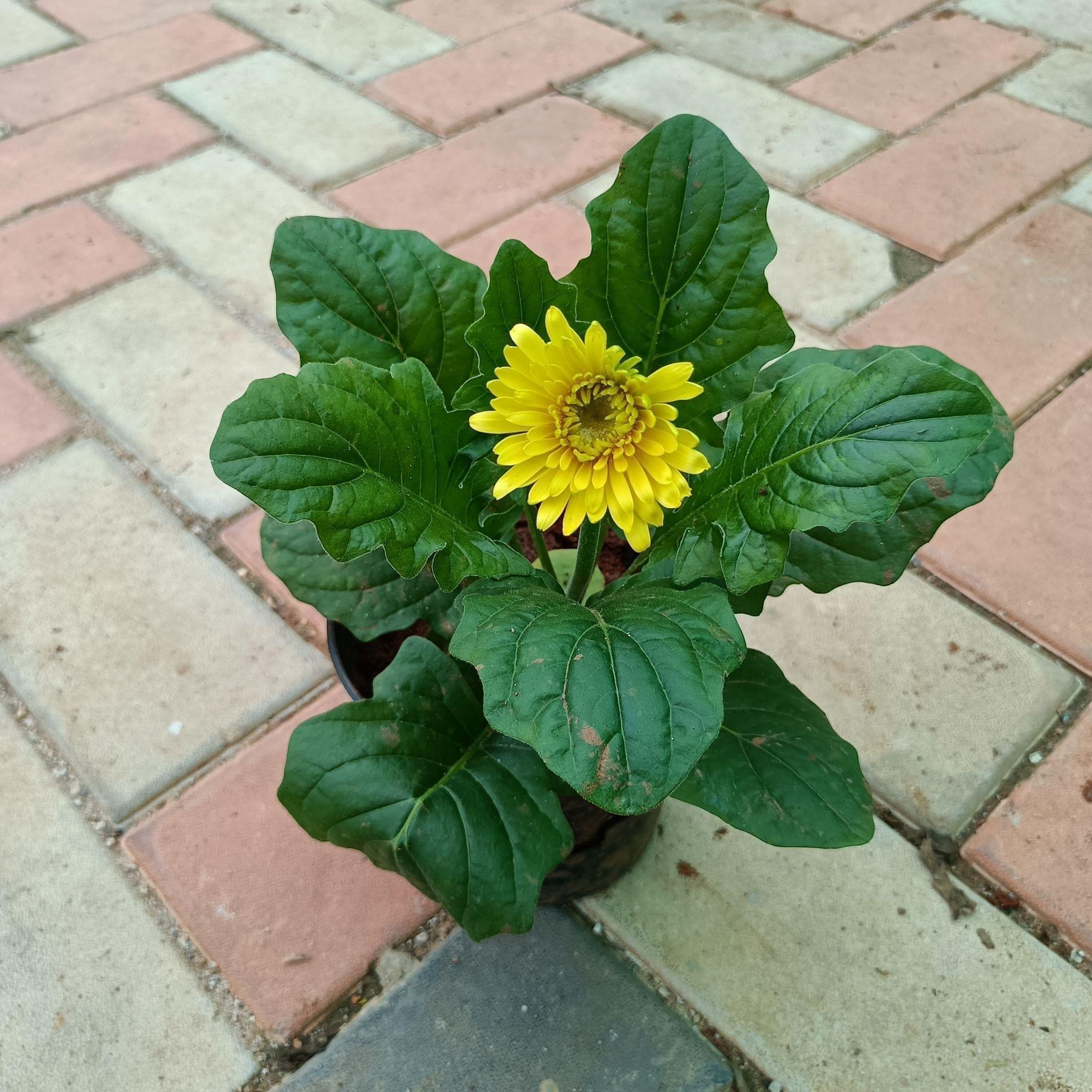 Gerbera Yellow in 4 Inch Plastic Pot